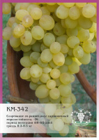 Виноград кишмиш 342 P9