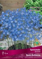 Трителейя Квин фабиола 5/6 ПОИСК