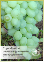 Виноград Лора (Флора) P9