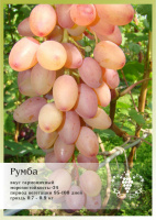 Виноград Румба P9