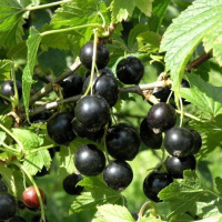 Смородина черная Ядреная С5