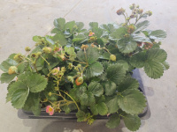 Клубника (Breeze Chery/Breeze Rose) D13