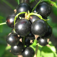 Смородина черная Сеянец голубки С5