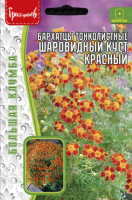 Бархатцы Шаровидный куст Красный тонколистные ГР