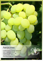 Виноград Августин P9