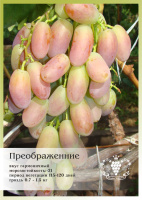 Виноград Преображение P9