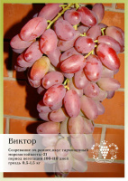 Виноград Виктор P9
