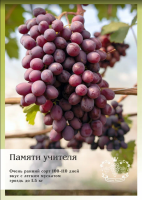 Виноград Памяти учителя P9