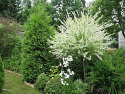 Ива Хакуро Нишики цельнолистная штамб 120 С5 ПОЛЬША