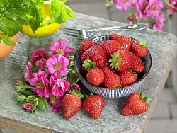 Клубника (Breeze Chery/Breeze Rose) D13