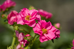 Клубника (Breeze Chery/Breeze Rose) D13