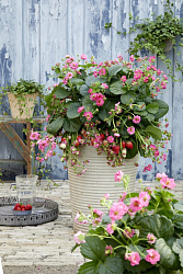 Клубника (Breeze Chery/Breeze Rose) D13