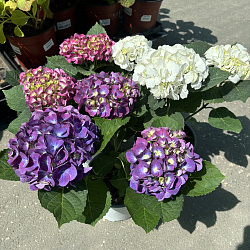 Гортензия крупнолистная D17