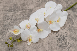 Орхидея Лаурель пропелен ветка 105см 2869