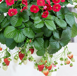 Клубника (Breeze Chery/Breeze Rose) D13