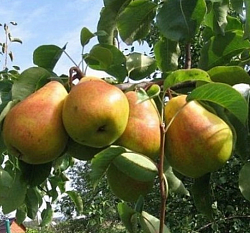 Груша Кафедральная С11, 2 года